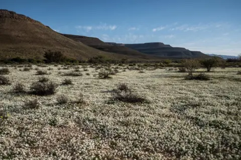 Tommy Trenchard Flowers in the desert