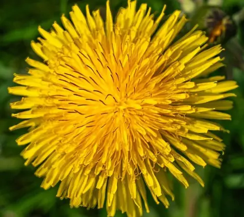 Garry Platt A close up image of a dandelion