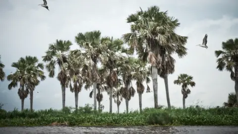 Christina Simons Birds and trees near Canal Village along the Nile in South Sudan