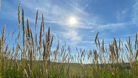 JaneyB Sunshine in Shottle, Derbyshire