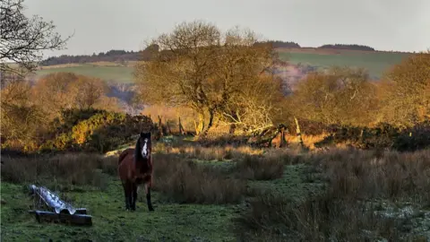 Susan Dobbs a horse in a field at Bryncethin