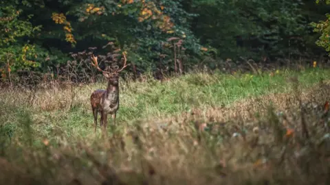 Deerbox Deer