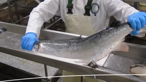 Scottish Salmon Company Scottish Salmon Company quality control