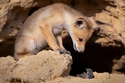 Ayala Fishaimer A young fox looking down at a rodent