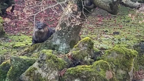 Courtesy Sadie Brown  The errant river otter