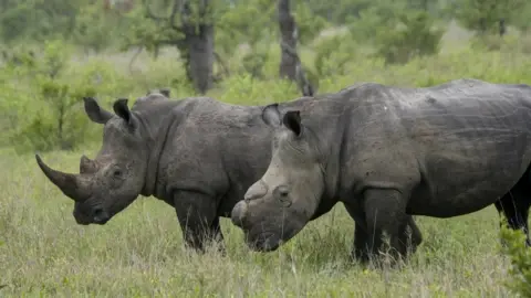 Wolfgang Kaehler/Getty Images White rhinoceroses, one dehorned to protect it from poaching, in the Kruger Private Reserves area in the Northeast of South Africa