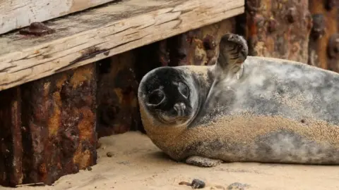 Reuters A grey seal pup on Horsey Gap beach in Norfolk