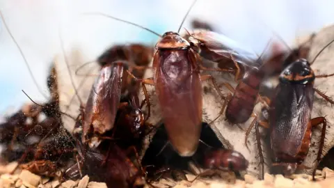 Getty Images Cockroaches