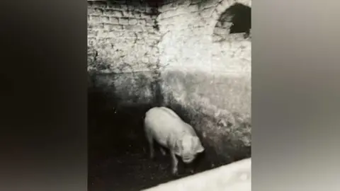 Dennis O'Callaghan The pigsty at Le Paradis, c 1946