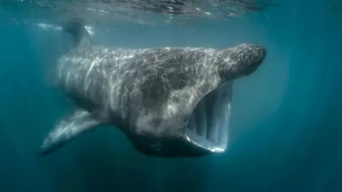 Getty Images Basking shark