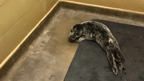 RSPCA The seal pup