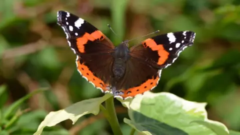 BBC Red Admiral Butterfly
