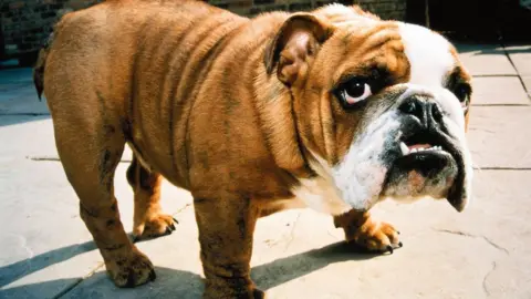 Buy british hot sale bulldog