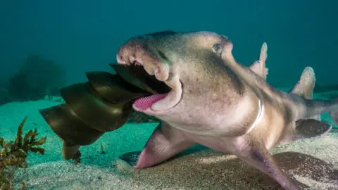 PETE MCGEE A crested horn shark swallowing the egg case of another shark species underwater in a Sydney reef