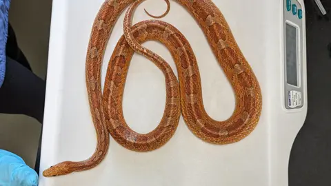 RSPCA Snake on a scale