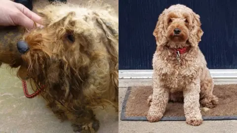 RSPCA Mabel when she was found, and after rehabilitation