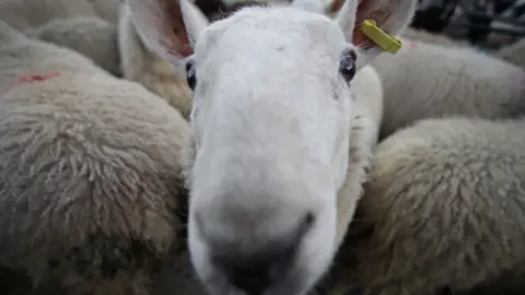BBC sheep