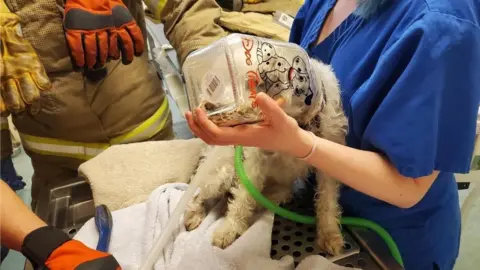 London Fire Brigade A dog has its head stuck in a treats jar