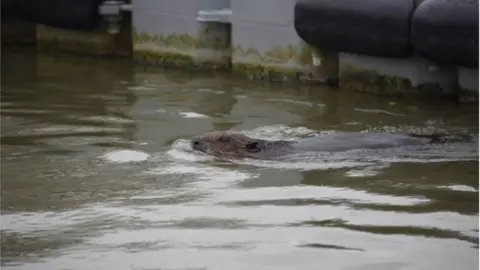 James Broughton Beaver on Fal