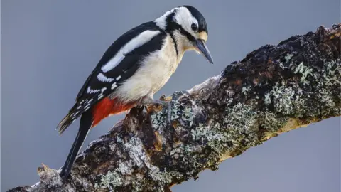Getty Images A woodpecker