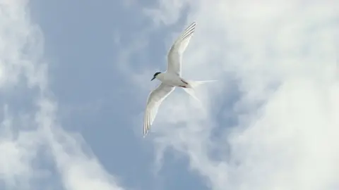 Chris Gomersall/RSPB A roseate tern flying with wings spread