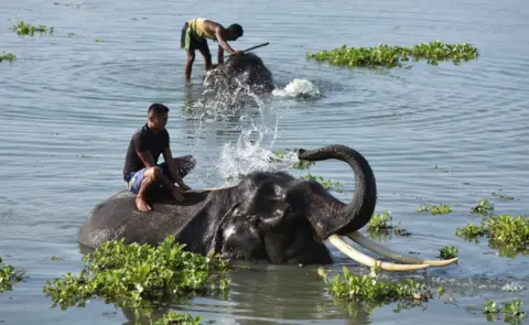 Getty Images A mahout gives a bath to an elephant in a lake at Pobitora Wildlife Sanctuary on a hot summer day on June 05, 2018 in the Morigaon district, Assam, India.