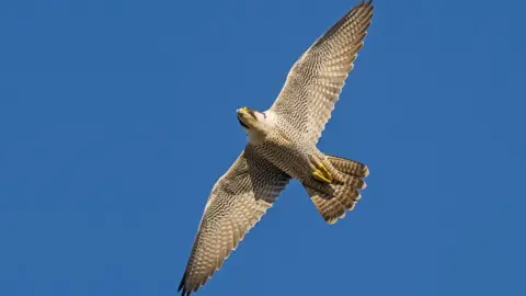 Simon Stirrup Ely Cathedral peregrine falcons