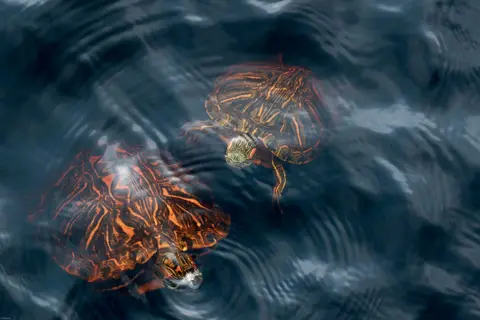 Doris Enders Turtles