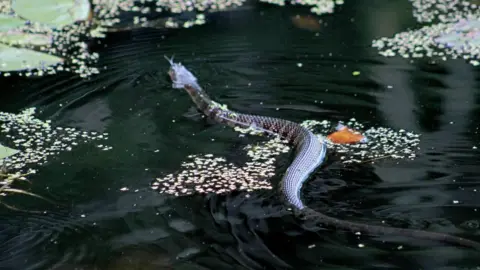 Nikki O'Keefe Northern water snake - generic