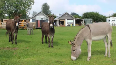 The Donkey Sanctuary Donkeys in a field including Sam on the right