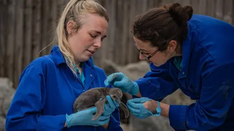 Chester Zoo Keepers with a penguin chick