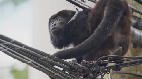 BBC Studios Howler Monkey sits on electrical wires next to a post