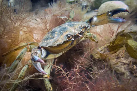 Chris Taylor Photo Crab explores the seabed off the coast at Sheringham