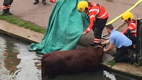 Twitter/@CambridgeCow Cow being rescued from the River Cam in Cambridge.