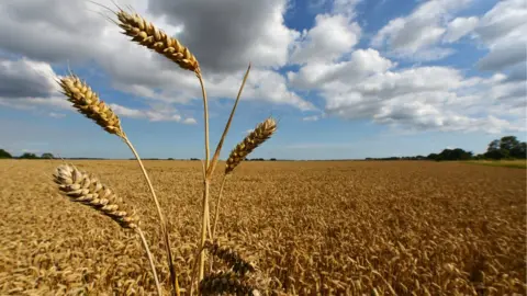 Wheat field,