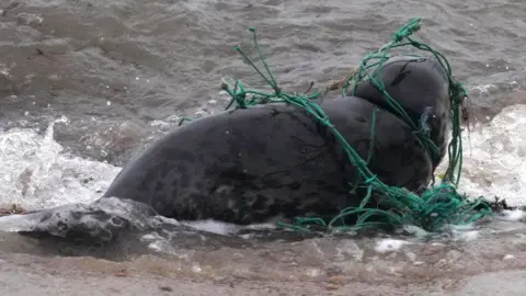 Ian Pope Everything Felixstowe seal in fishing net