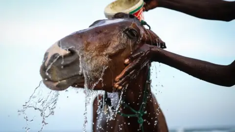AFP A man washes his horse at Yoff Beach in Dakar, Senegal on December 02, 2023.Senegalese people widely use horses and horse-drawn carriages in transportation and transport, despite rapid urbanization in the country.