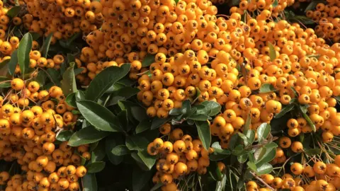 Esther Johnson Pyracantha