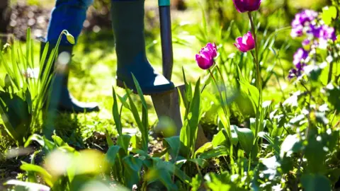 Getty Images Person in garden in wellington boots using a spade to dig a flowerbed