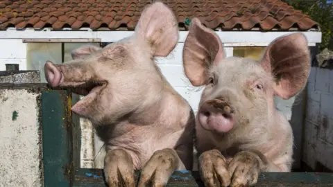 Getty Images Pigs at Hartcliffe Community Farm in Bristol