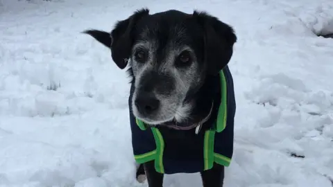 Kate Bullen Bert the 13-year-old mongrel