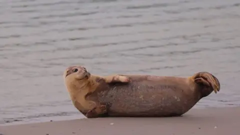 Jean-Luc Bourgain Salsa the seal pup