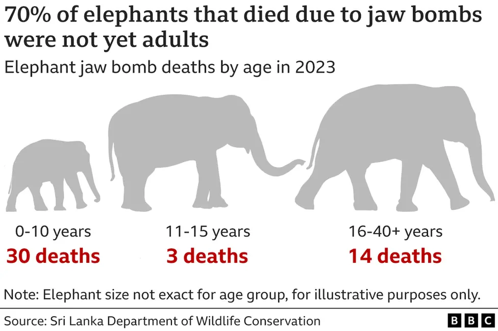 A graphic showing elephants killed by by jaw bombs