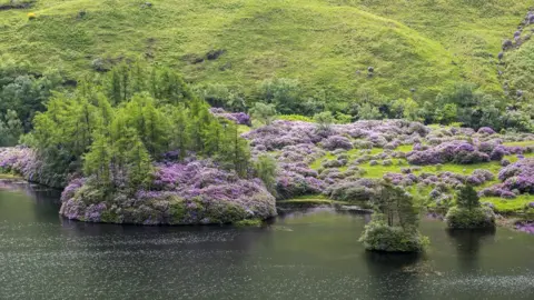 Getty Images Rhododendron among trees by a lake