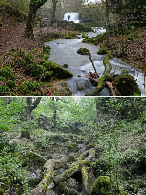 SWNS The waterfall at Janet's Foss near Malham, in the Yorkshire Dales, is seen dried up