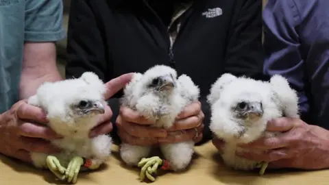 Three peregrine chicks covered in white fluff with yellow feet