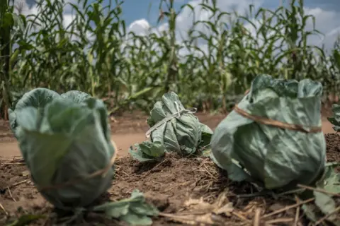 Tommy Trenchard Cabbages grow in vegetable patch