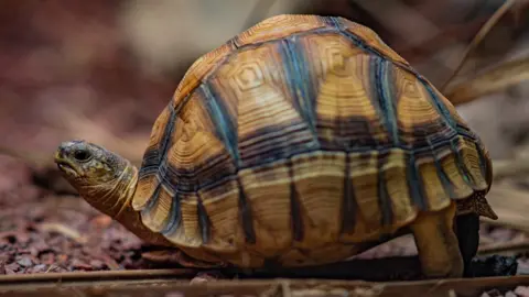 Chester Zoo Hope the ploughshare tortoise