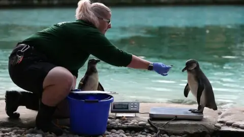 Reuters Penguin on scales