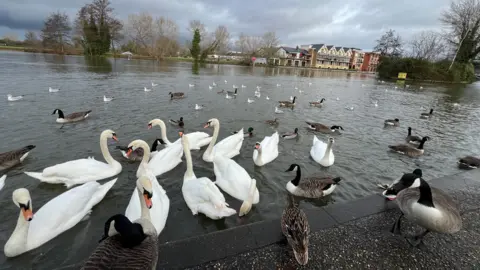 Shadowfoley These swans, geese and other birds enjoying a morning on the water in Windsor were captured by Weather Watcher Shadowfoley